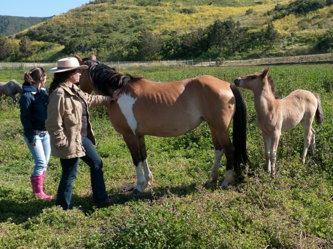Image showcasing Image result for Horses overeating grass symptoms