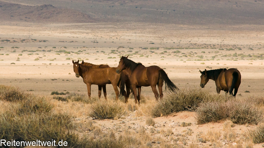 The Wild Horses Of Namibia Namib Desert Horses Wild Horses And Mustangs Com